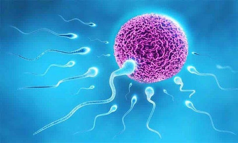 tăng khả năng thụ thai tự nhiên cho nam giới