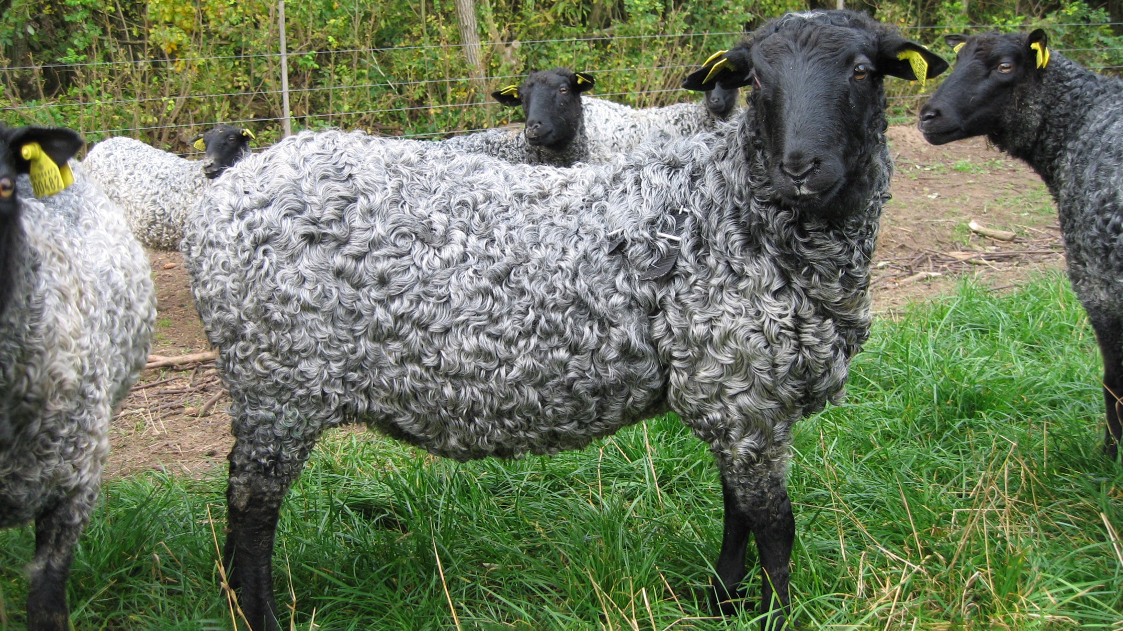 Gotland Sheep