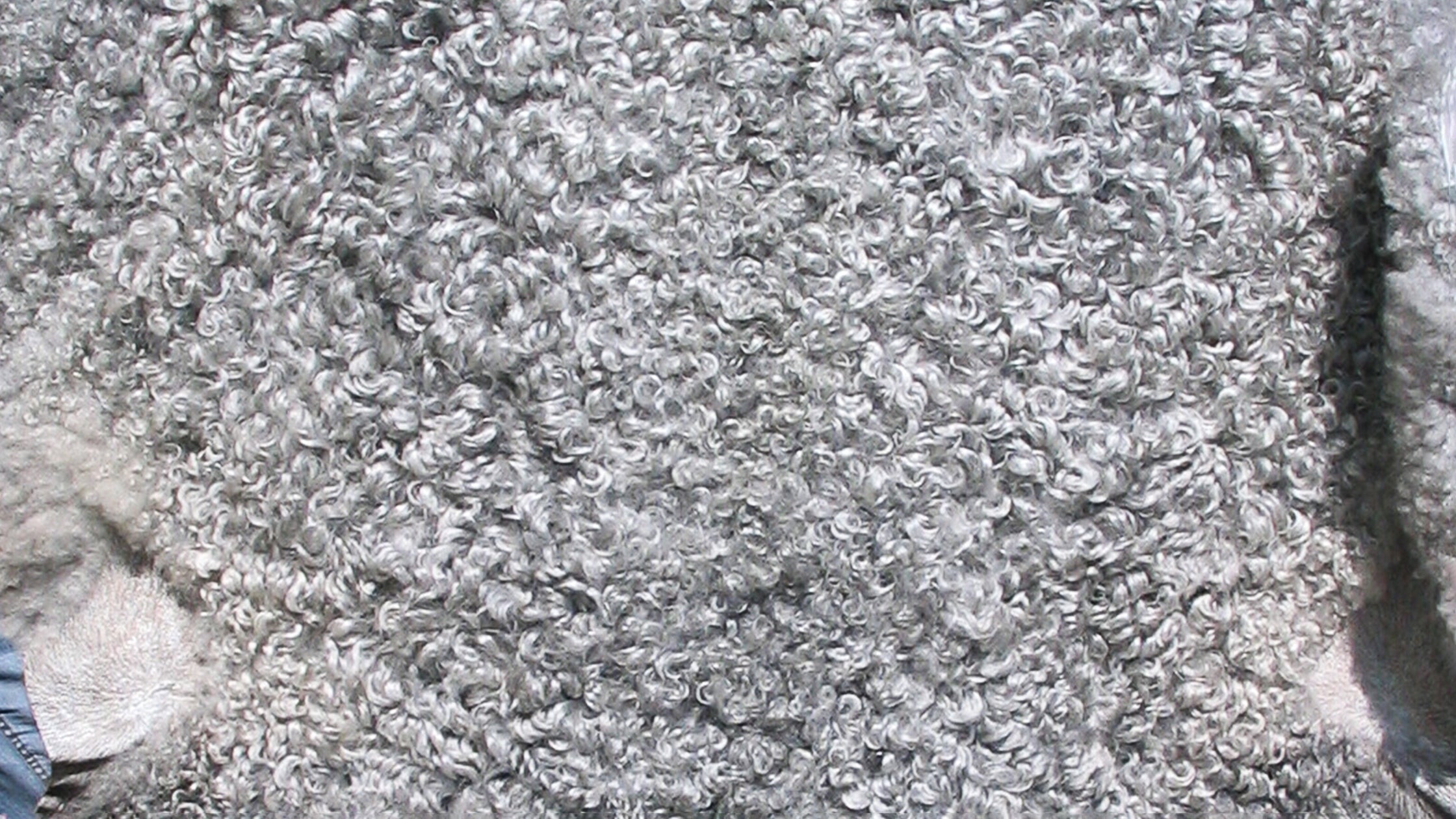 Close-up of Gotland Sheep pelt