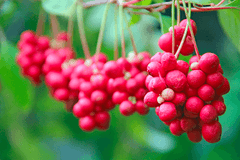 schisandra berries