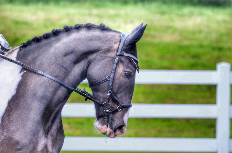 Horse with perfect plaits