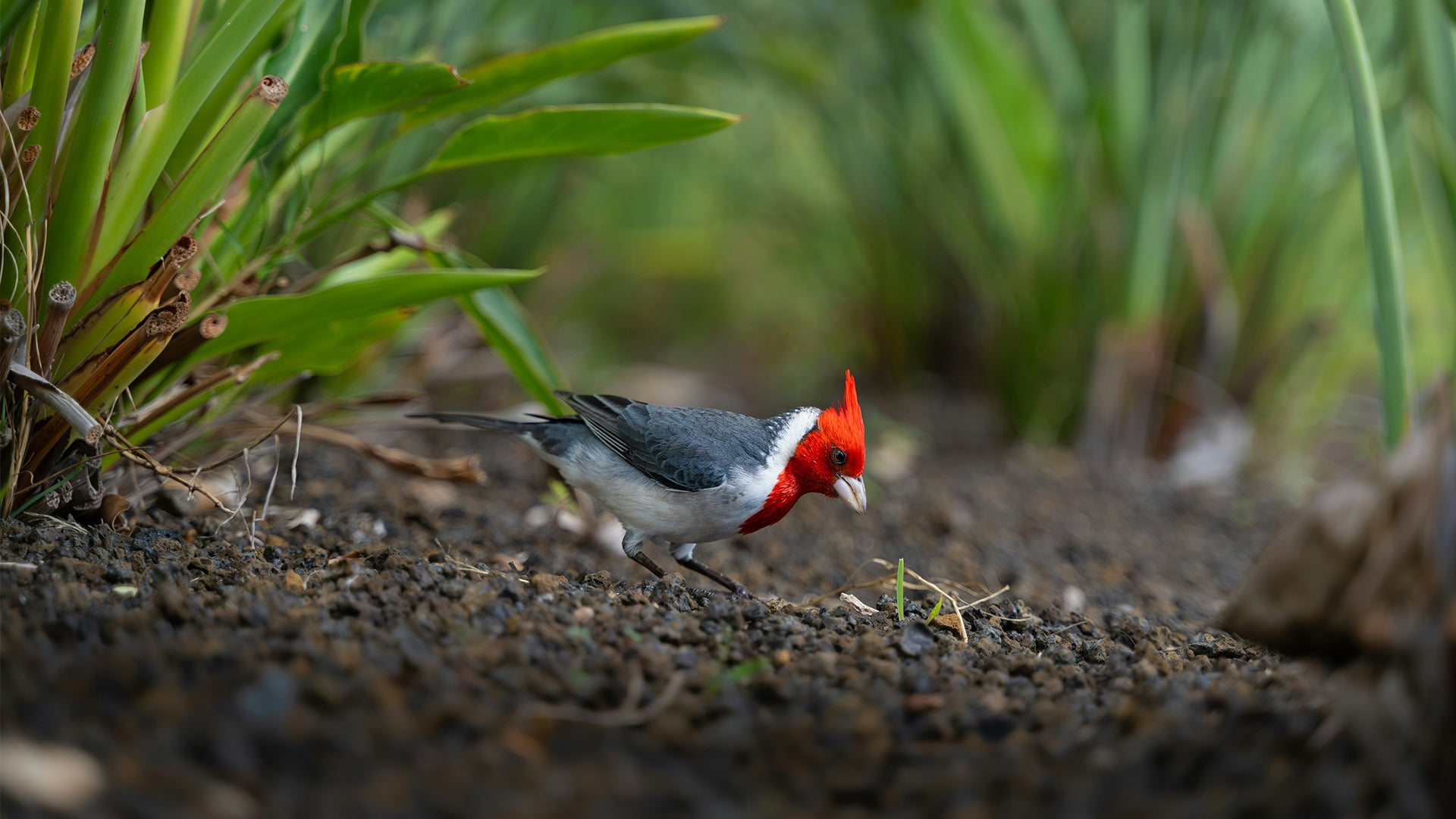 Bird on the floor