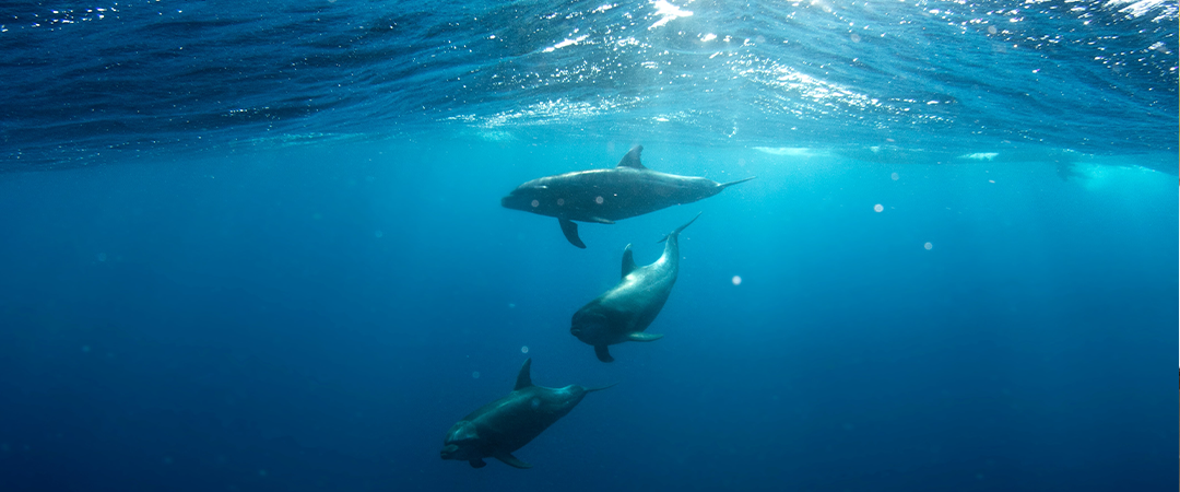 イルカはハワイアン諸島の水中で