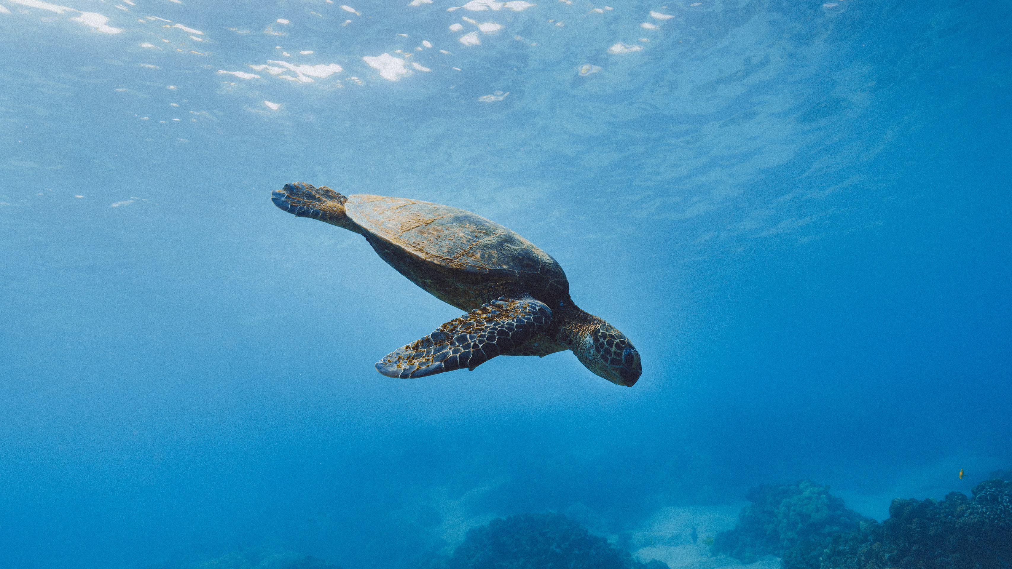 A Honu diving into the water