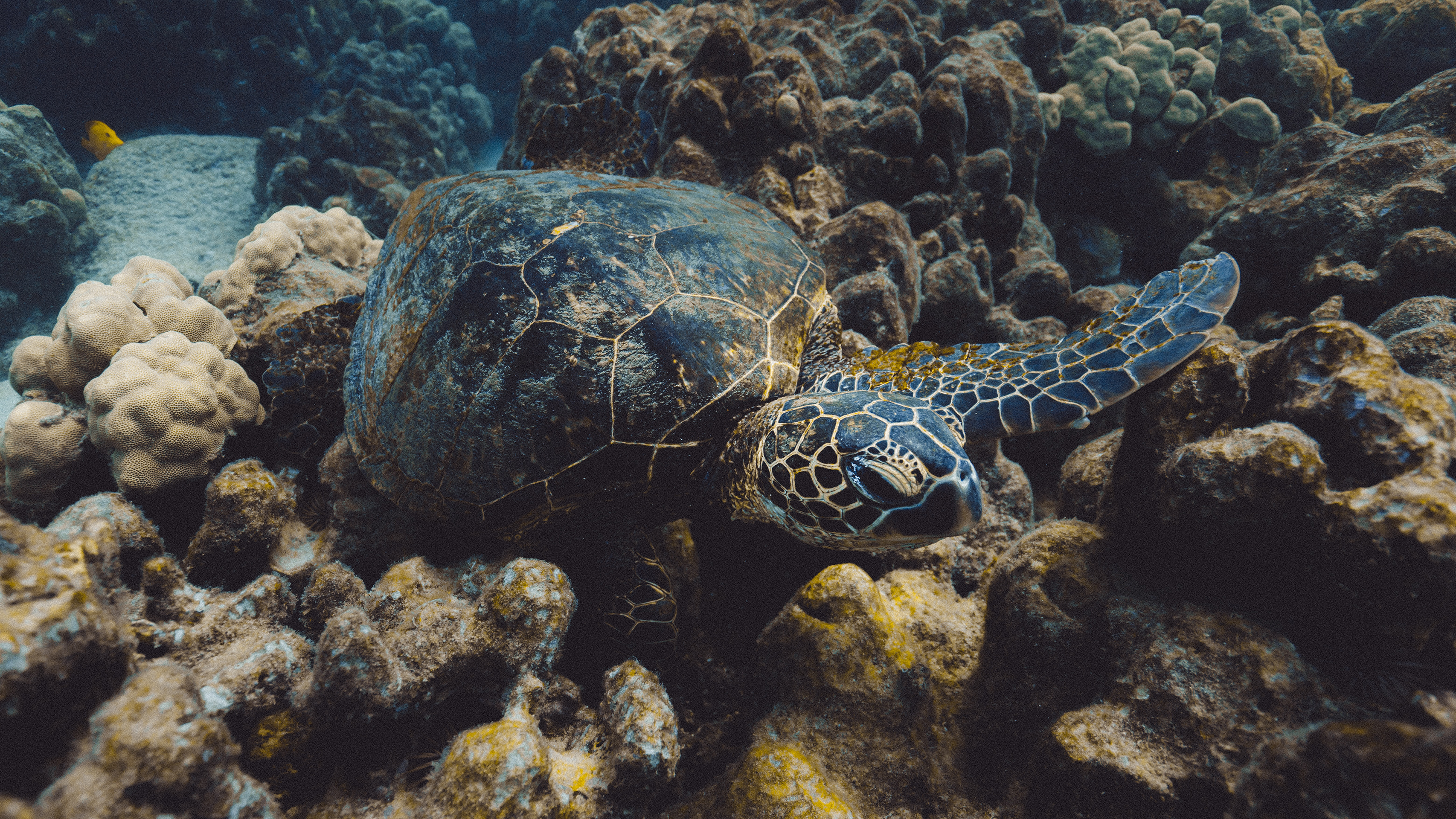 A Honu laying on the reef