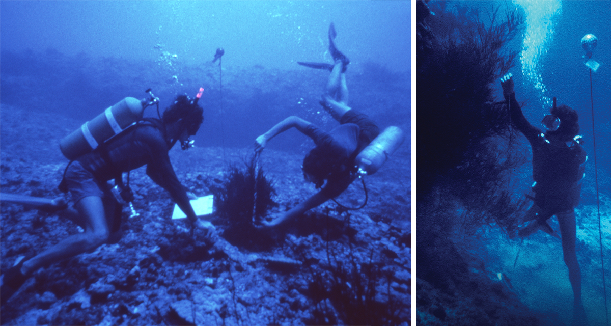 Maui Divers Underwater with Black Coral Beds