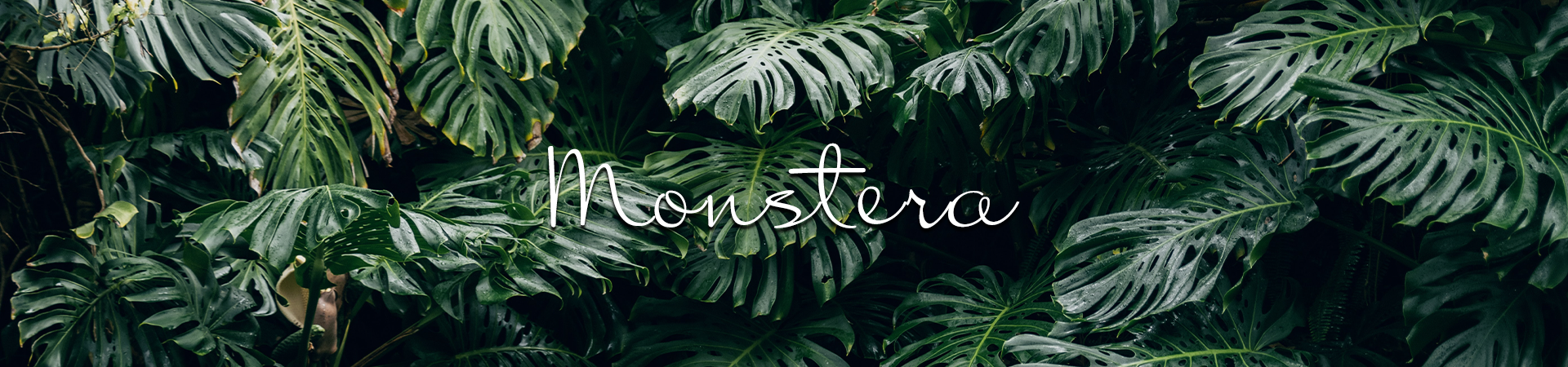 Monstera Collection showcasing Monstera Plants