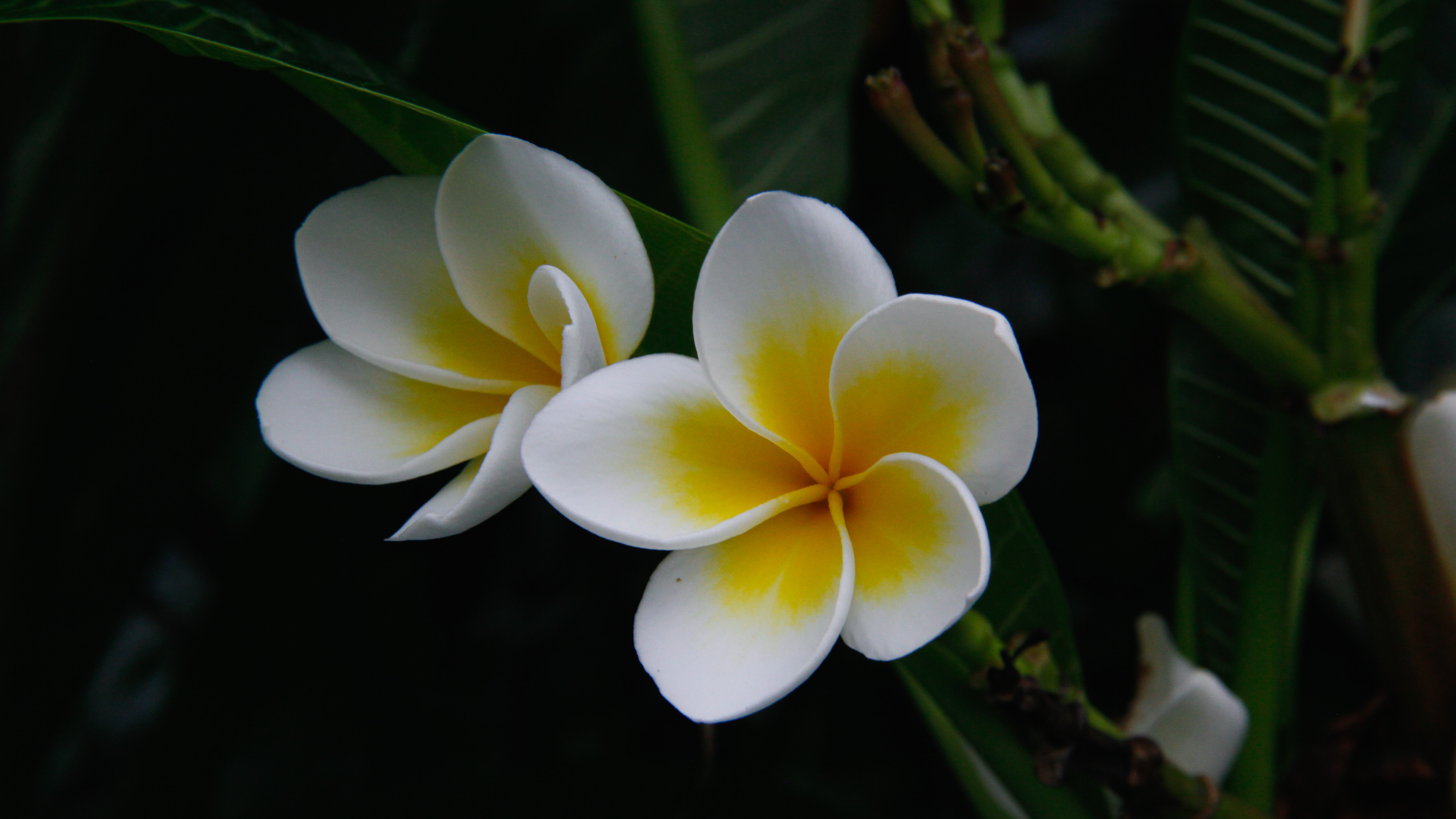 白と黄色のプルメリアの花