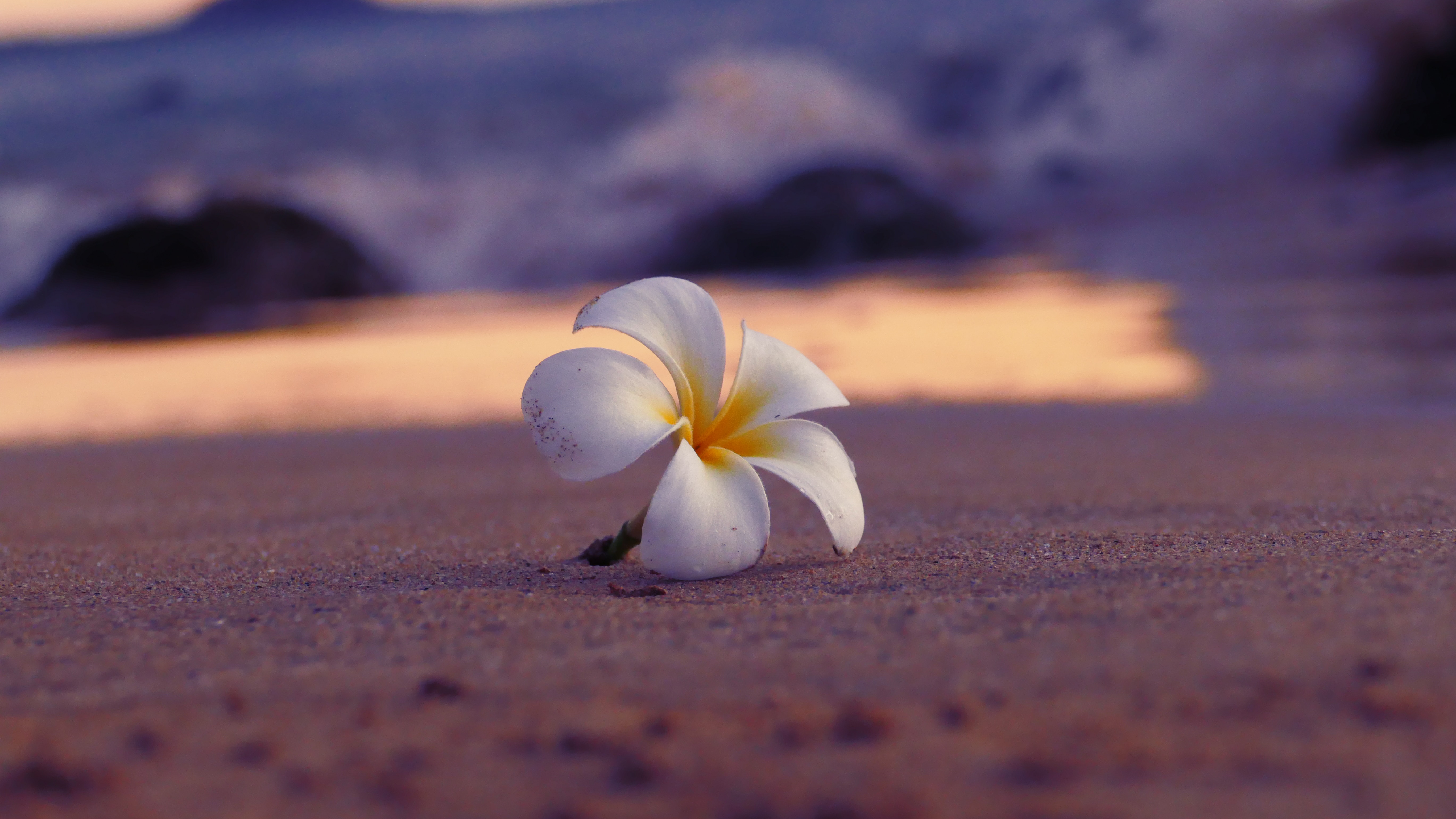 fleur de plumeria blanche et jaune