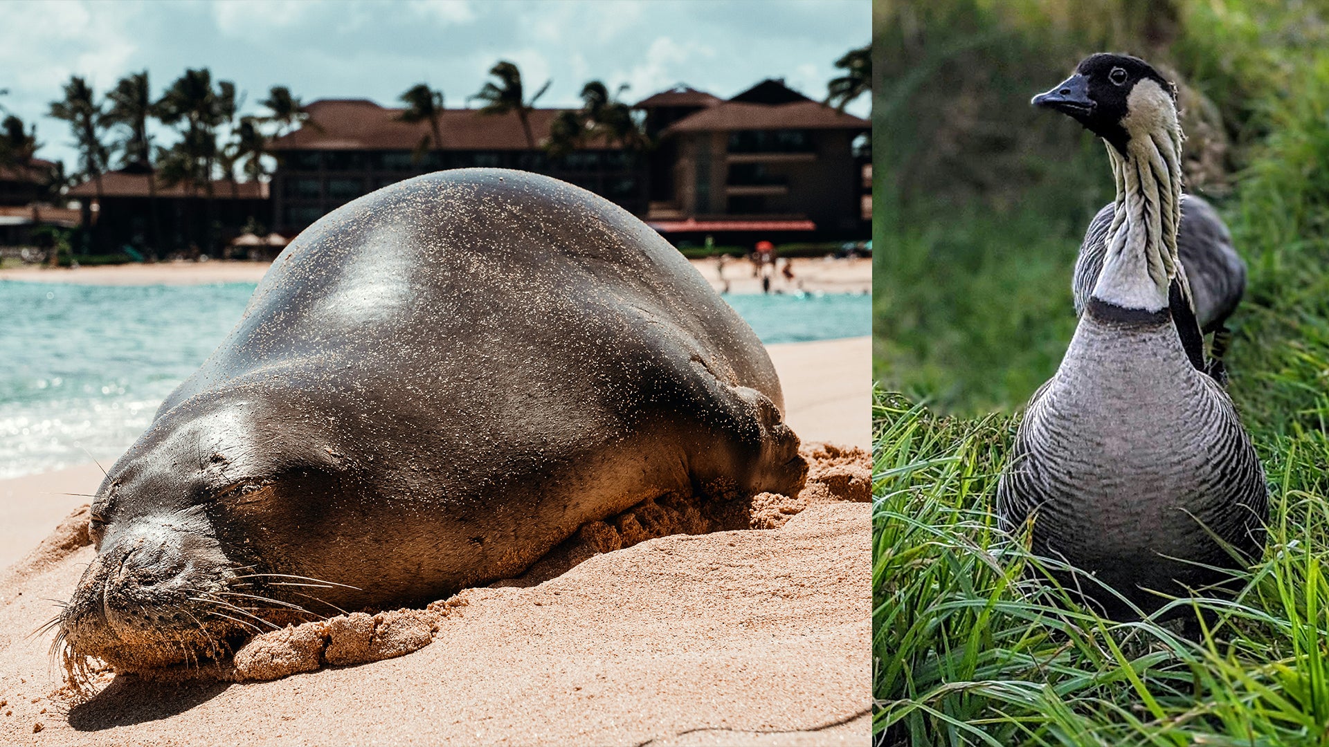Hawaiian Monk Seal and a Nēnē