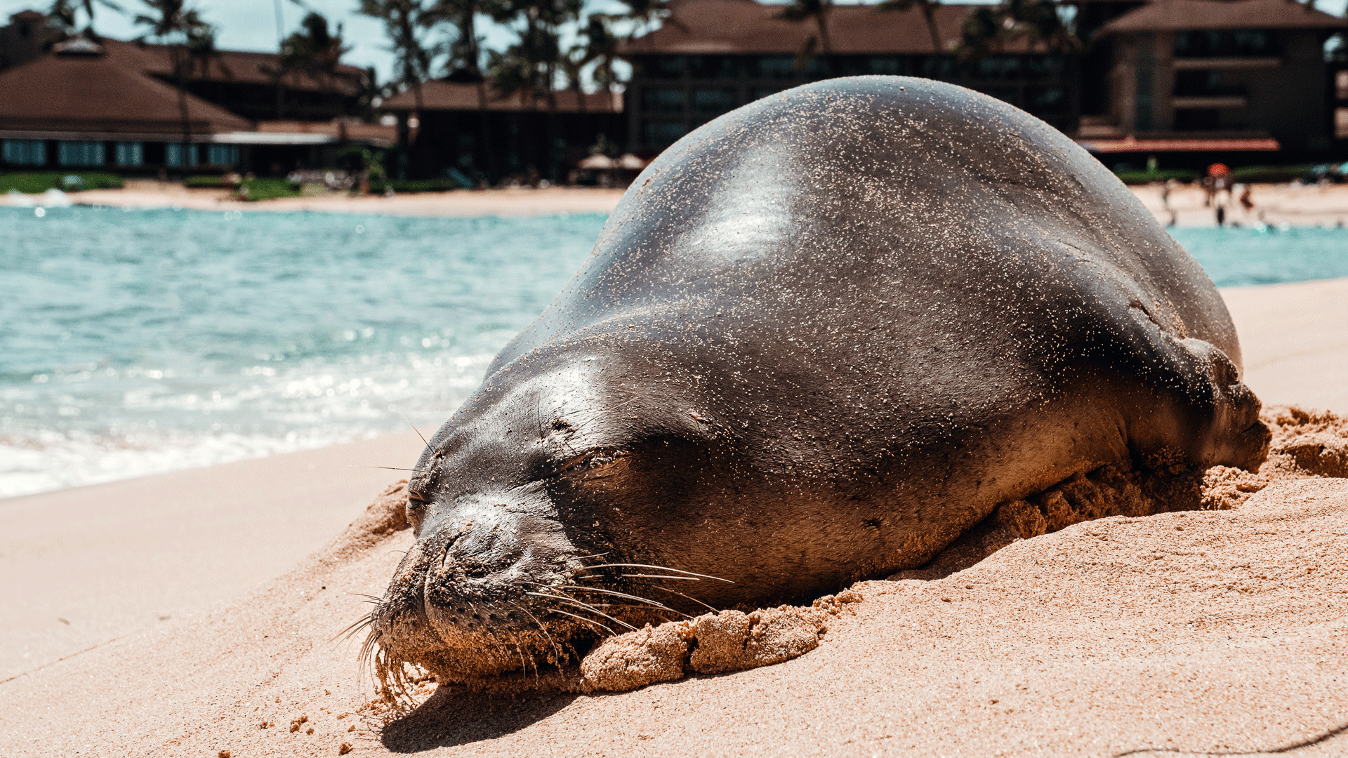 Mönchsrobbe liegt am Strand