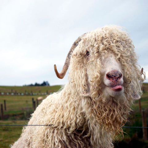 Angora Goat - What is Mohair?