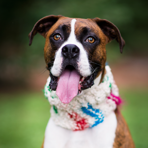 A gorgeous brown, black, and white boxer is smiling at the camera, wearing the white scarf around their neck.