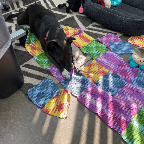Pink, blue, yellow, and green squares are laid out according to the cardigan diagram. A black pit bull is laying on top of the squares, judging the person taking the picture.