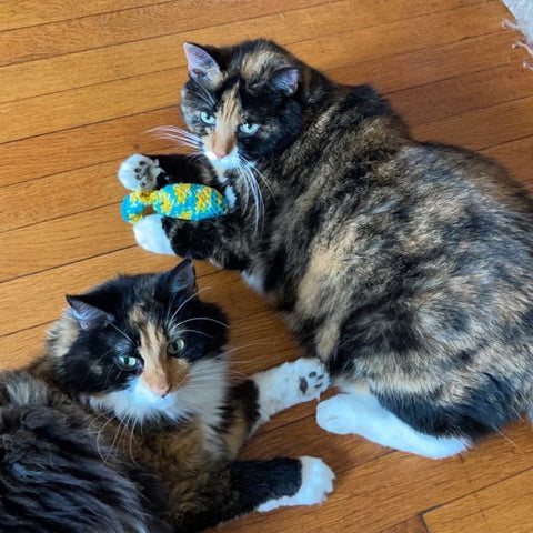 Two fluffy black, orange, and white cats are lounging on a wooden floor. One cat is holding onto the white, yellow, and teal catnip stuffed fish toy.