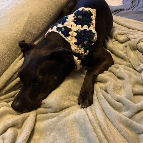 A black puppy is laying on a soft green blanket, wearing the white, green, blue, and black bandana around her fluffy little neck!