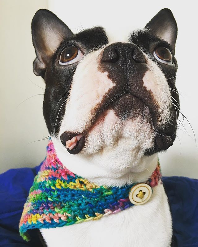 Black and white boston terrier dog wearing a multicolored crochet scarf and standing on a blue surface in front of a white wall