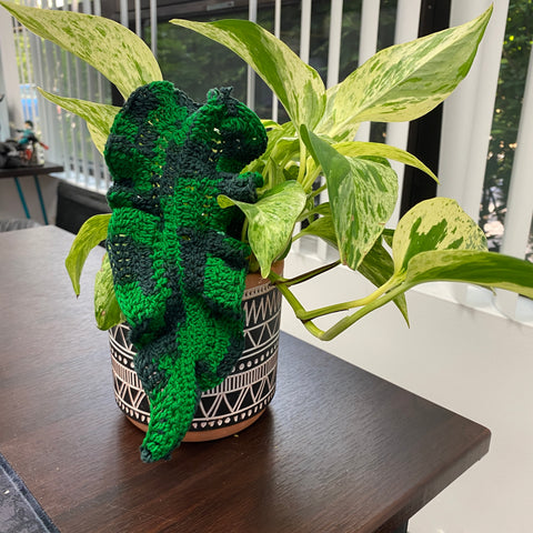 A plant is sitting on a wooden desk in front of a row of windows lined with white plastic blinds. In the plant is a single dark green crochet leaf made of yarn.