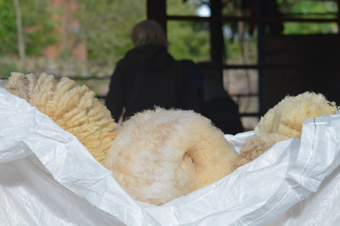 Shearing the Sheep