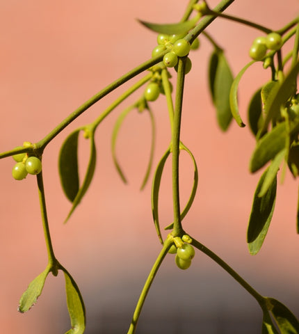 September Mistletoe