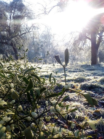 Mistletoe Icey