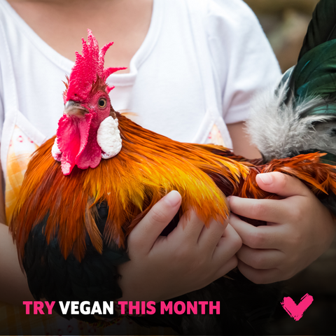 Try Veganuary - person holding lovely hen