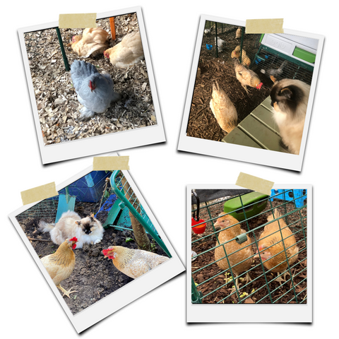 Love your pet day - Jessops chickens