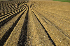 Organic September  - soil