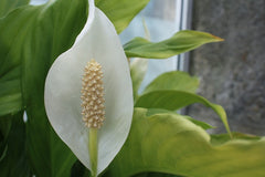 Ethical Consumer - Peace Lily