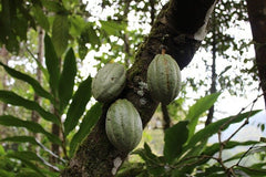 Organic September - Cacao tree