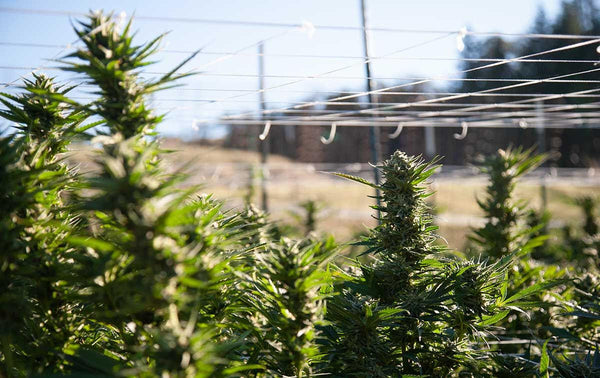 cannabis plants grown with PittMoss