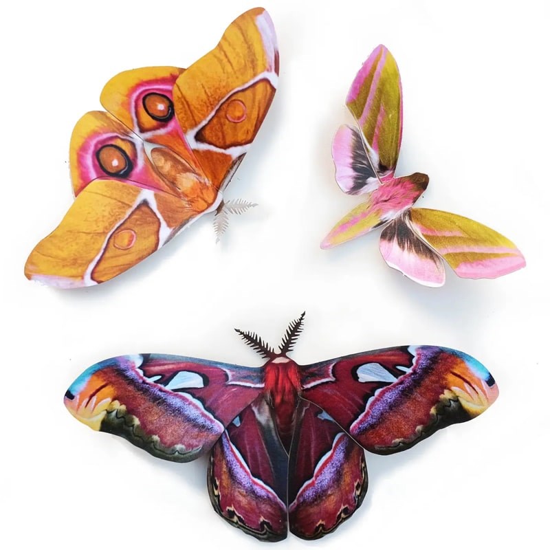 Amber Atlas Moth Set