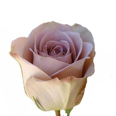 Rose - Mauve – Kukka Flowers