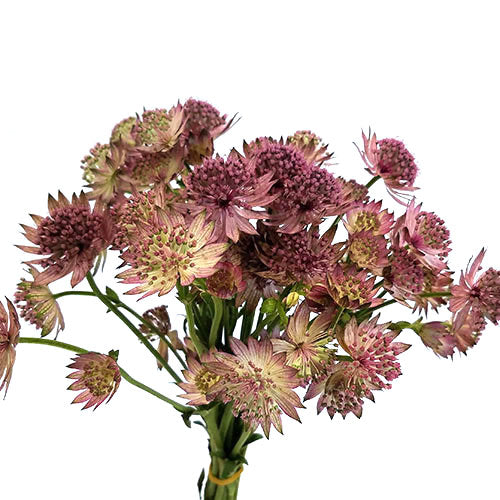 Astrantia - Mauve – Kukka Flowers