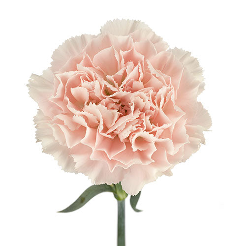 Pink Carnation Flowers