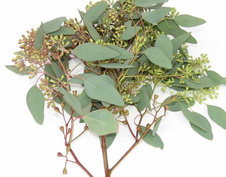 Eucalyptus - Seeded – Kukka Flowers