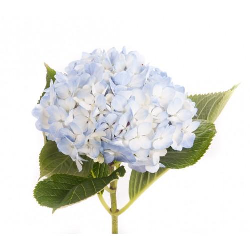 Image of Pale blue hydrangea flower