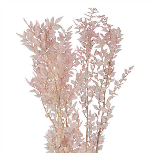Premium White Italian Ruscus // Long Stem Dried Flower //Preserved and –