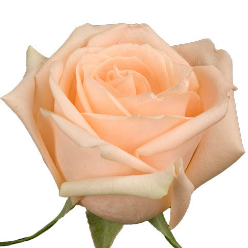 Wholesale Peach Pink Roses – Kukka Flowers