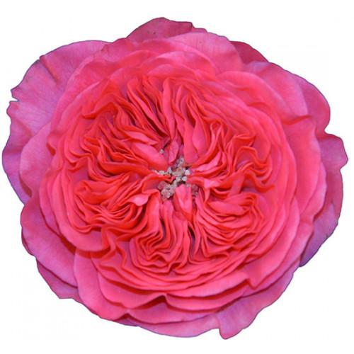 Garden Rose - Hot Pink – Kukka Flowers
