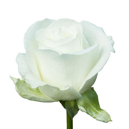 progressiv tønde Indsigt Rose - White – Kukka Flowers