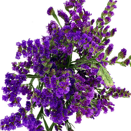Cushion Pompon - Dark Purple – Kukka Flowers