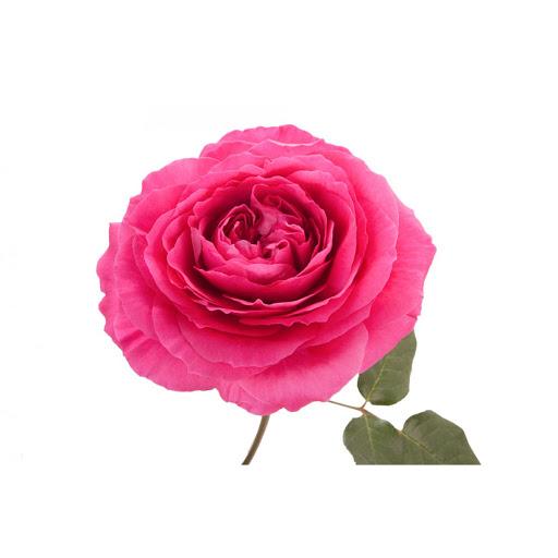 Garden Rose - Hot Pink – Kukka Flowers