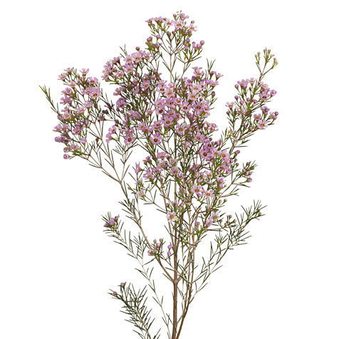 light pink waxflower