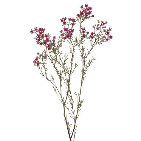Wax Flower - Light Pink