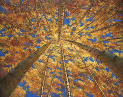 Aspen forest autumn fall southwest art Johnathan Harris