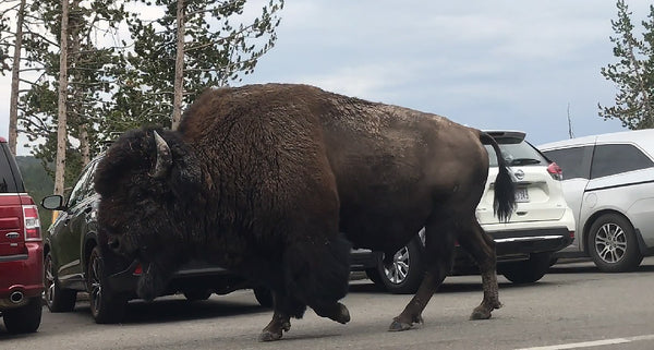 Bison Buffalo Yellowstone National Park