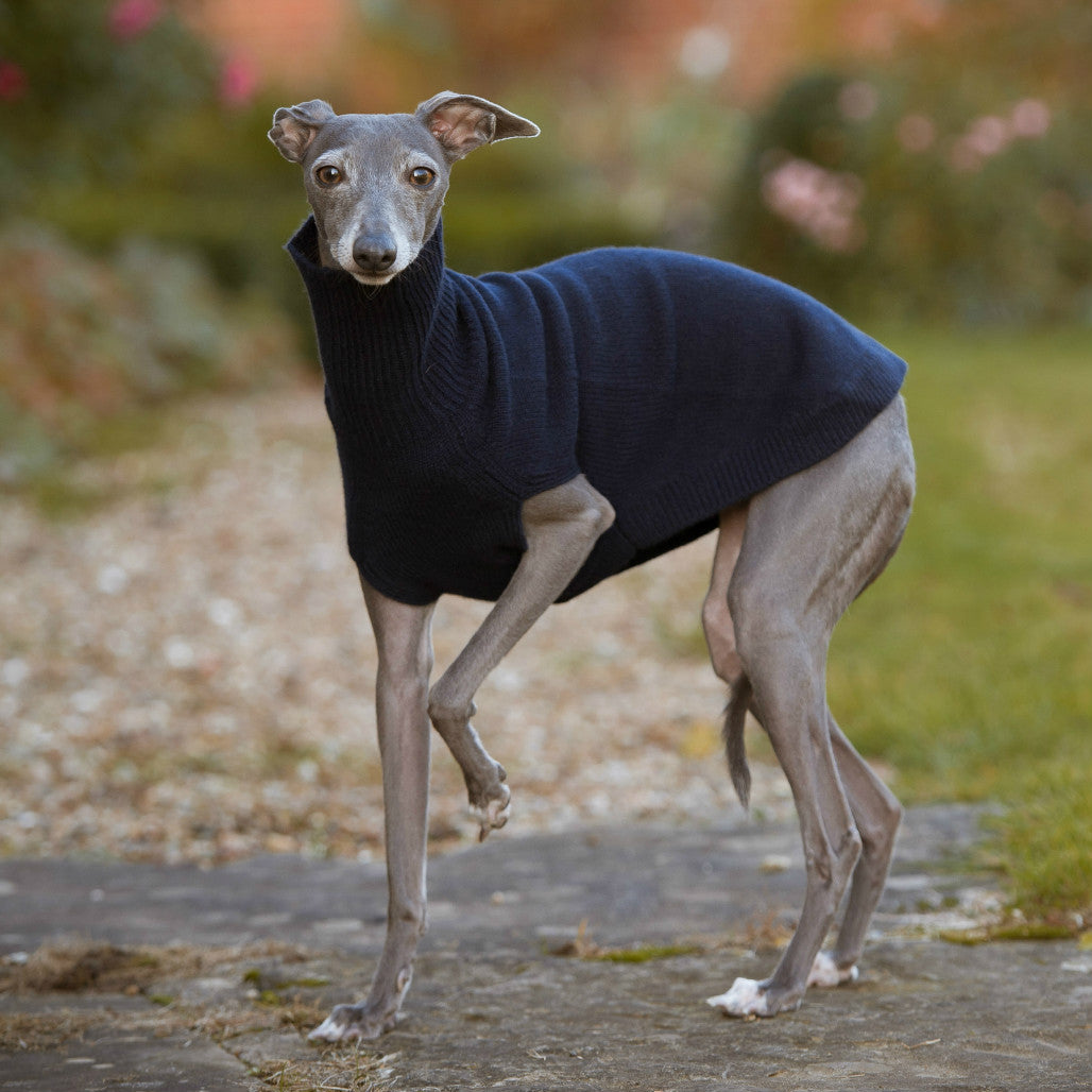 sighthound jumper