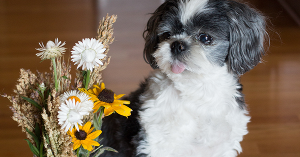 cute puppy standing next to a bunch of flowers