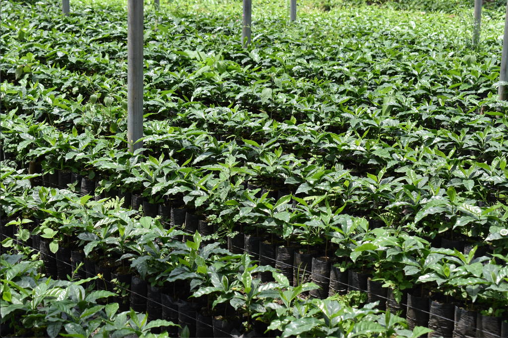 coffee plants growing